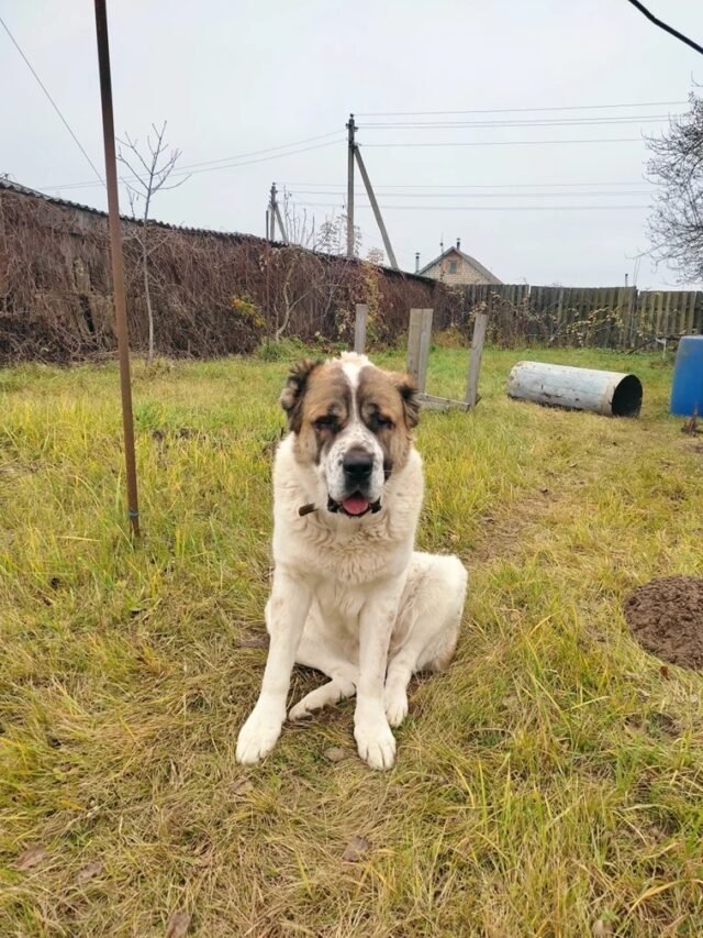 Ảnh Chó Alabai Khổng Lồ, Uy Nghi Và Đầy Bản Lĩnh