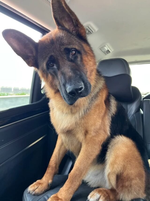 Ảnh Chó Bẹc Rê Mạnh Mẽ, Thông Minh Và Rất Oai Phong