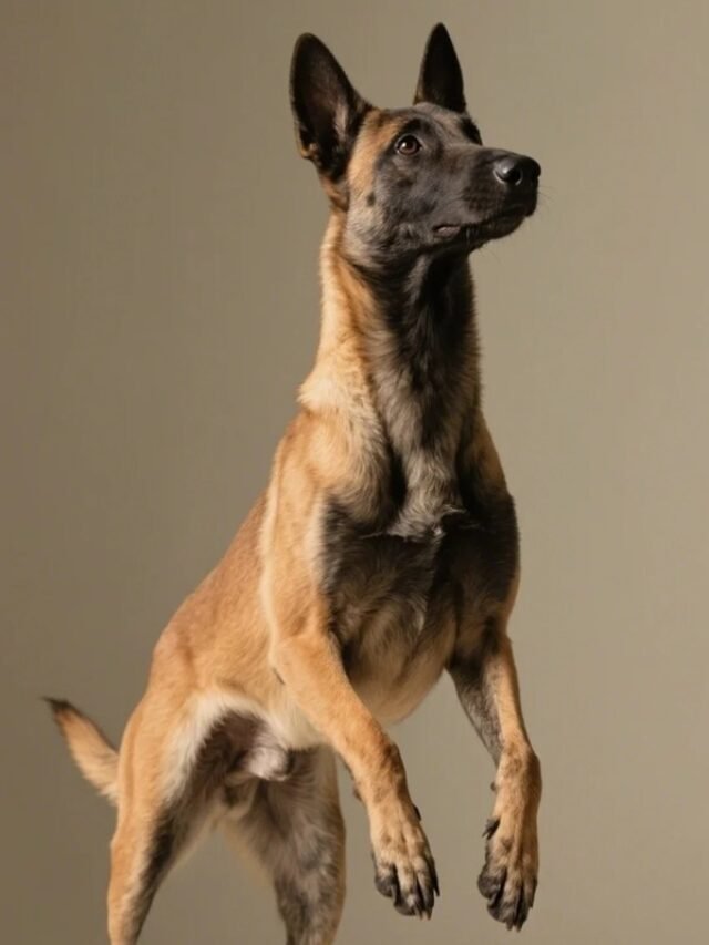 Ảnh Chó Béc-giê Bỉ Ngầu, Thông Minh Và Đầy Uy Lực