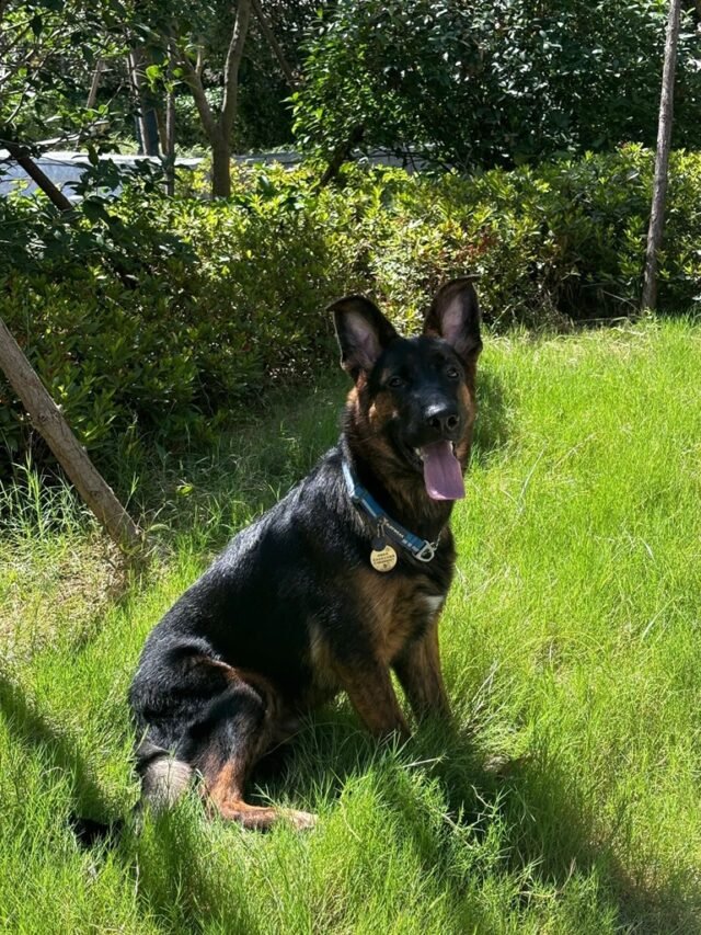 Ảnh Chó Berger Thông Minh, Mạnh Mẽ Và Đầy Uy Phong