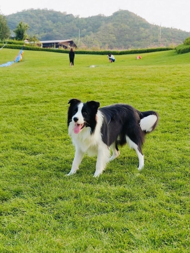 Ảnh Chó Border Collie Đẹp, Thông Minh Và Năng Động