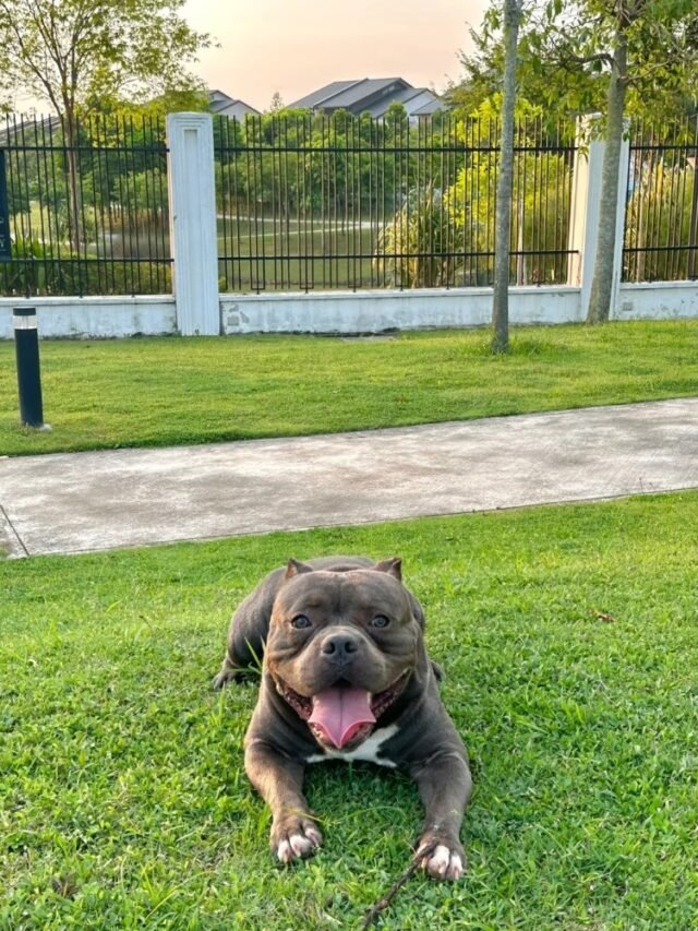 Ảnh Chó Bully Ngầu, Cơ Bắp Và Phong Thái Mạnh Mẽ