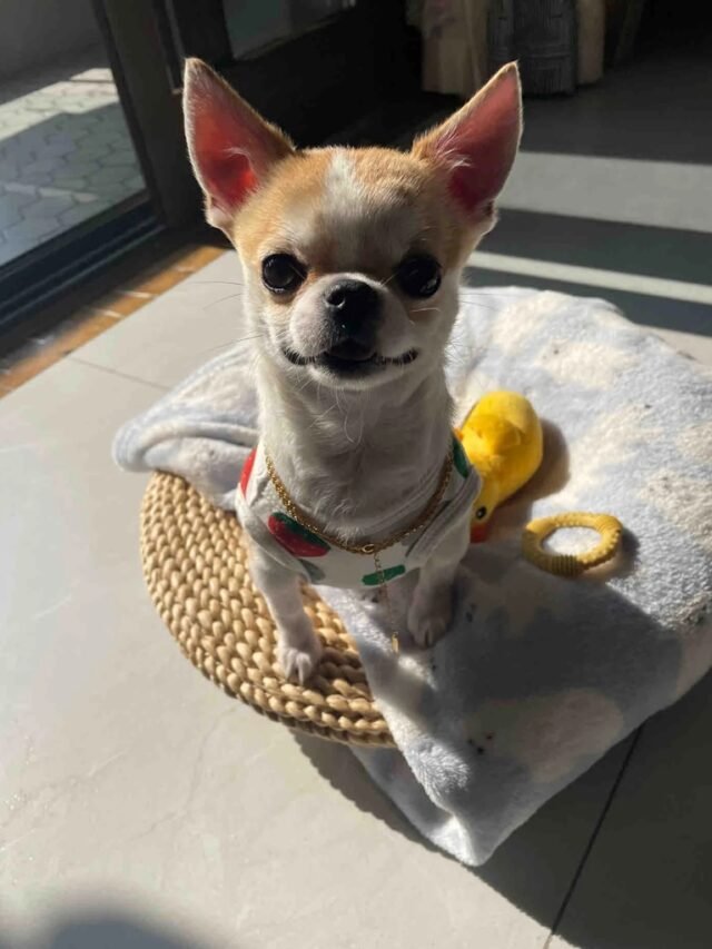 Ảnh Chó Chihuahua Dễ Thương, Nhỏ Nhắn Và Đáng Yêu