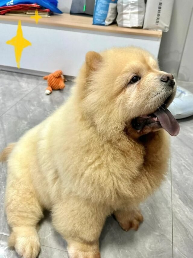 Ảnh Chó Chow Chow Mặt Gấu, Lông Xù Nhìn Là Muốn Ôm