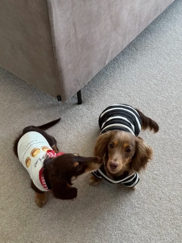 Ảnh Chó Dachshund Dễ Thương, Ngộ Nghĩnh Và Đáng Yêu