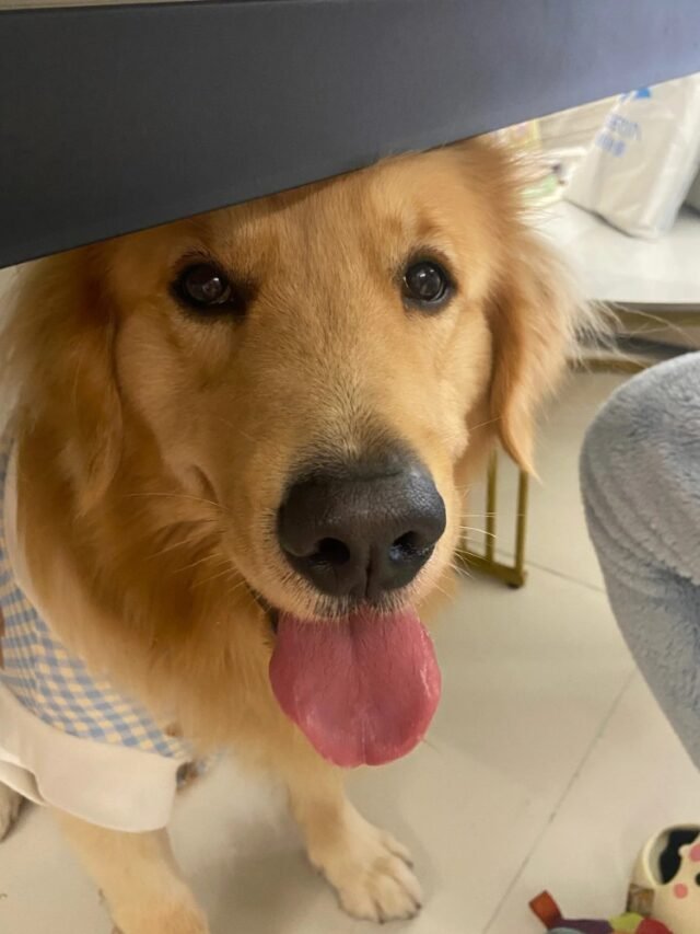 Ảnh Chó Golden Retriever Hiền Lành, Nụ Cười Khiến Ai Cũng Mê