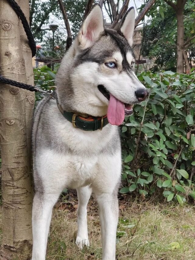 Ảnh Chó Husky Sibir Đẹp – Dễ Thương & Ngầu