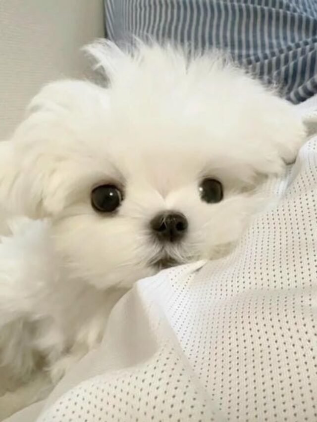 Ảnh Chó Maltese Đáng Yêu – Nhỏ Xinh & Dễ Thương