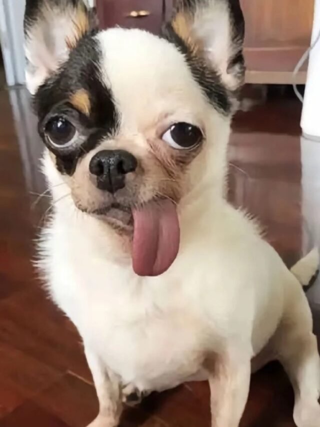 Chó meme hài lầy lội dùng là thấy đúng mood