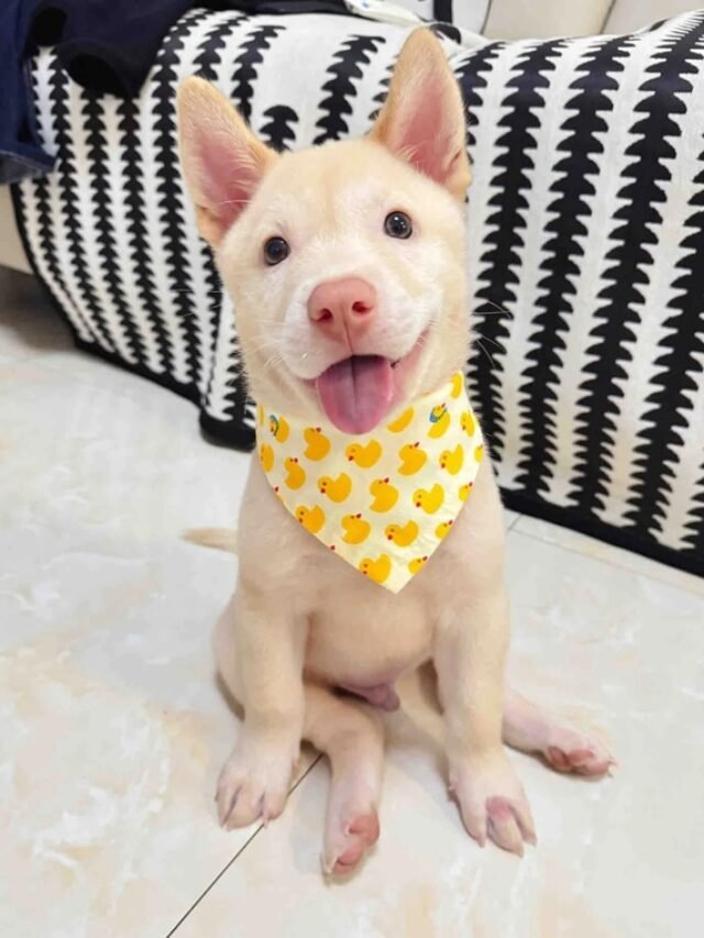 Ảnh Chó Mũi Đỏ Đời Thường, Khỏe Mạnh Và Dễ Gần