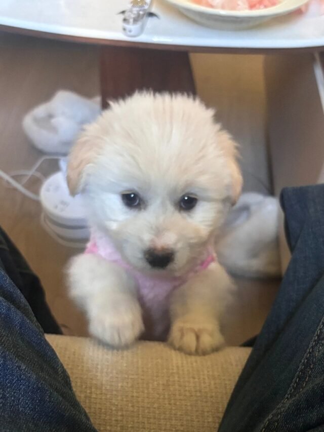 Ảnh Chó Nhật Lai Dễ Thương, Nhỏ Nhắn Và Hiền Lành