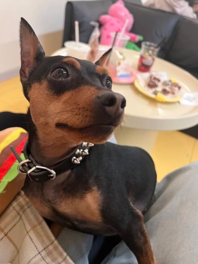 Ảnh Chó Phốc Ngộ Nghĩnh, Dễ Thương Và Đáng Yêu