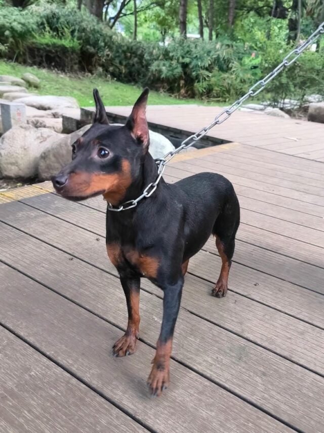 Ảnh Chó Phốc Hươu Dễ Thương – Nhỏ Nhắn & Đáng Yêu