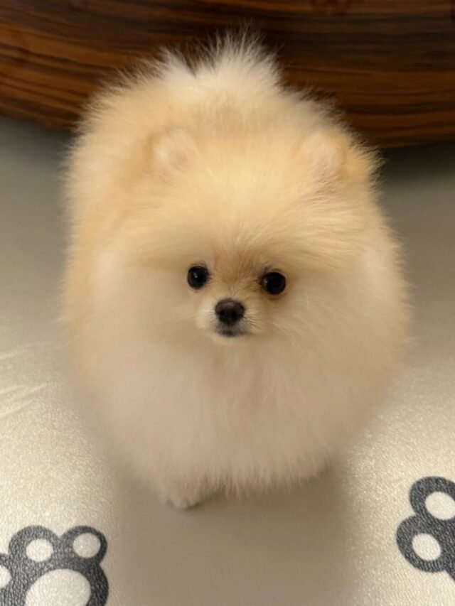 Ảnh Chó Pomeranian Dễ Thương, Lông Xù Đáng Yêu Khiến Ai Cũng Mê