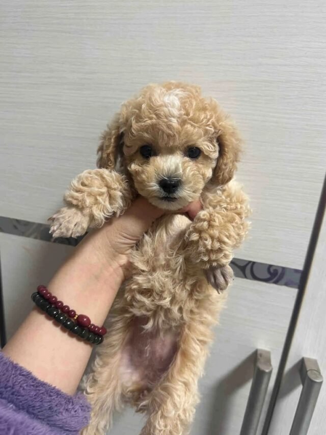 Ảnh Chó Poodle Tiny Dễ Thương Với Ngoại Hình Nhỏ Nhắn