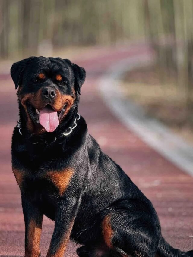 Ảnh Chó Rottweiler Mạnh Mẽ, Ngầu Lạnh Và Phong Thái Đầy Uy Lực