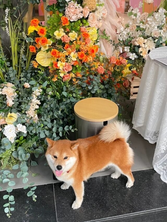 Ảnh Chó Shiba Biểu Cảm Lạnh Lùng Nhưng Đáng Yêu Khó Cưỡng