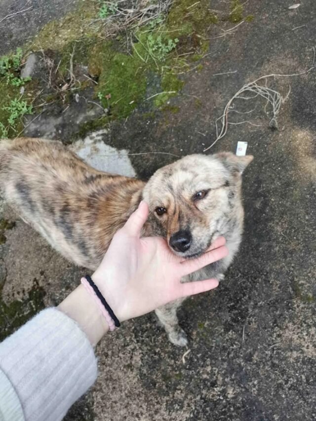 Ảnh Chó Vện Đời Thường, Khỏe Mạnh Và Rất Cá Tính