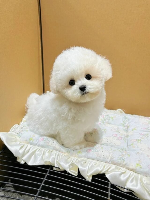 Con chó dễ thương phù hợp làm ảnh minh họa nhẹ nhàng