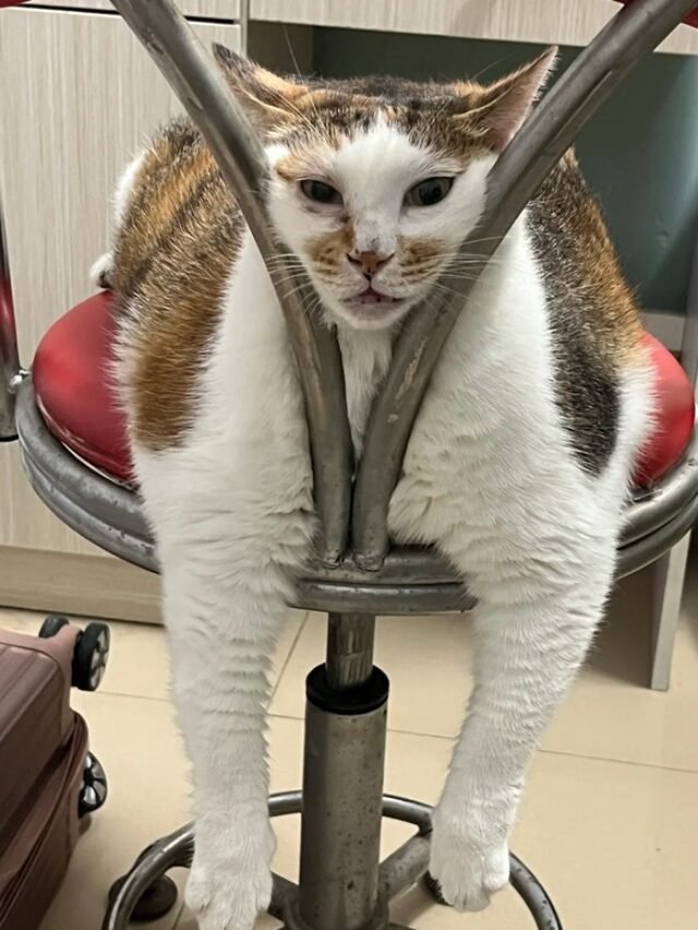 Meme Mèo Bựa Biểu Cảm Khó Đỡ, Xem Là Cười