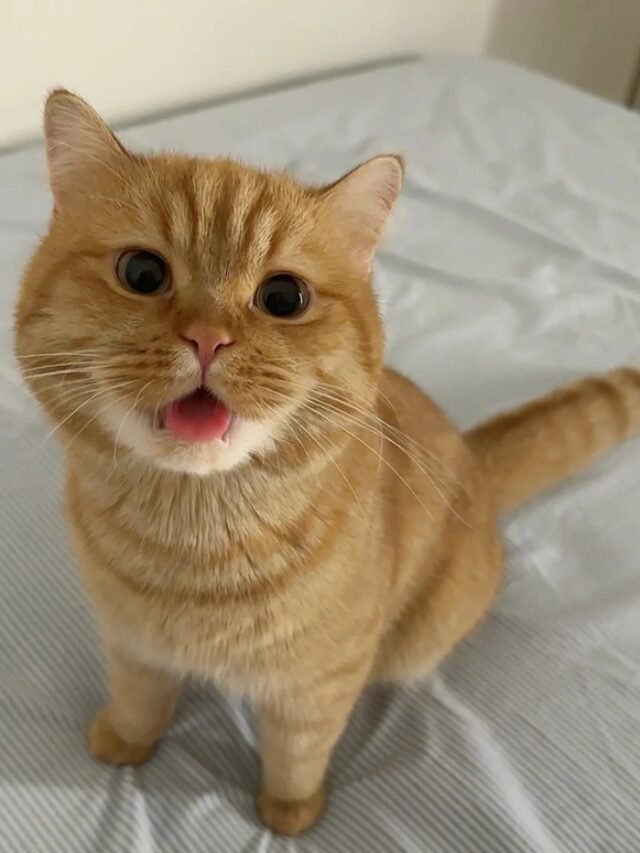 Meme Mèo Cười Biểu Cảm Vui Nhộn, Xem Là Cười