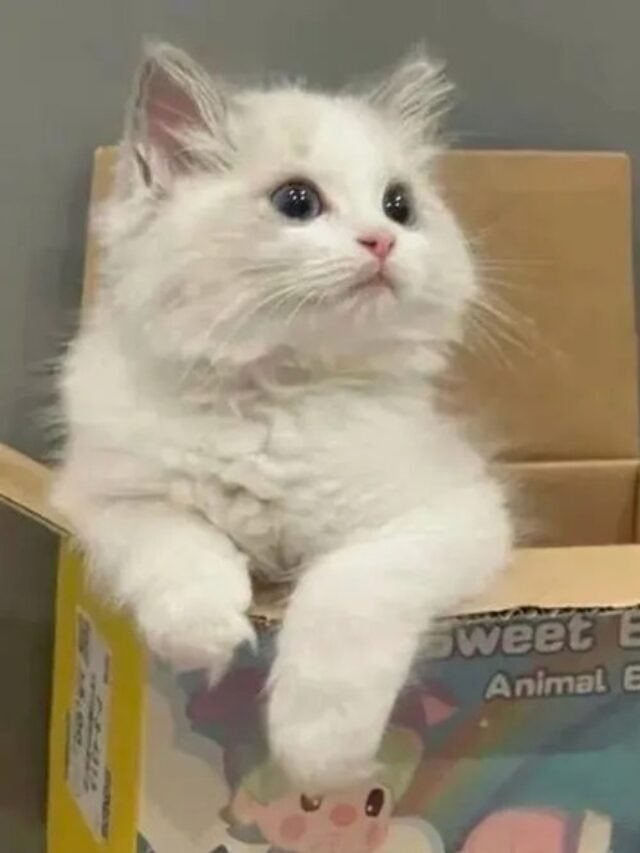 Meme Mèo Cute Ngộ Nghĩnh, Nhìn Là Muốn Lưu