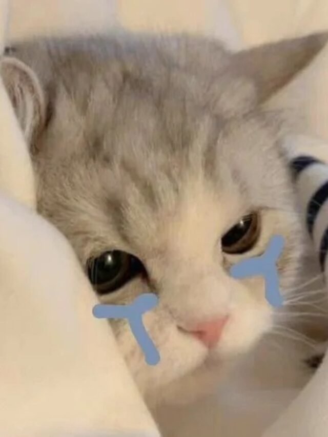 Meme Mèo Khóc Biểu Cảm Cảm Xúc Nhất