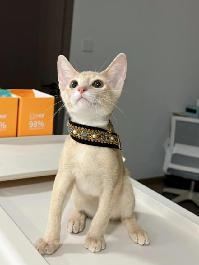 Ảnh Mèo Abyssinian Thanh Lịch, Năng Động Và Rất Cuốn