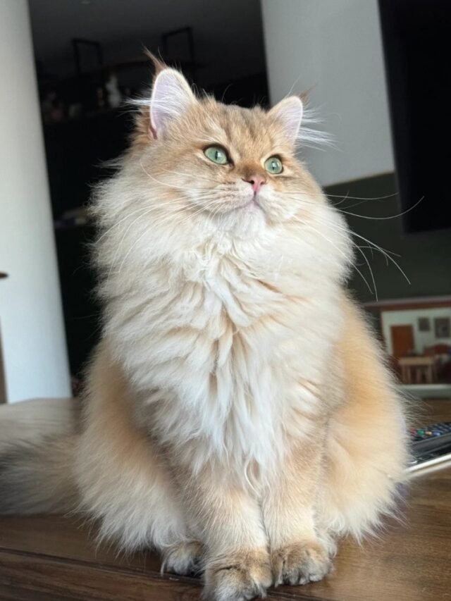 Ảnh Mèo Anh Lông Dài Bông Xù, Sang Chảnh Và Rất Yêu