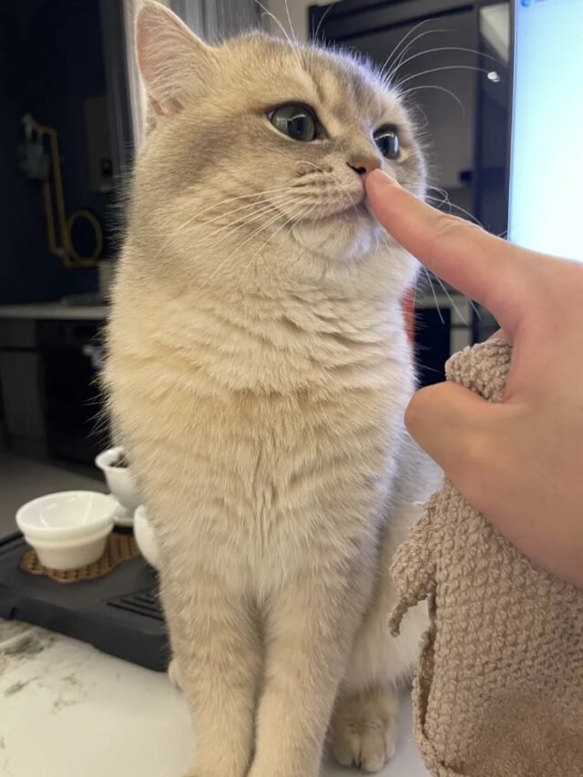 Ảnh Mèo Anh Lông Ngắn Tròn Trịa, Dễ Thương Hết Nấc