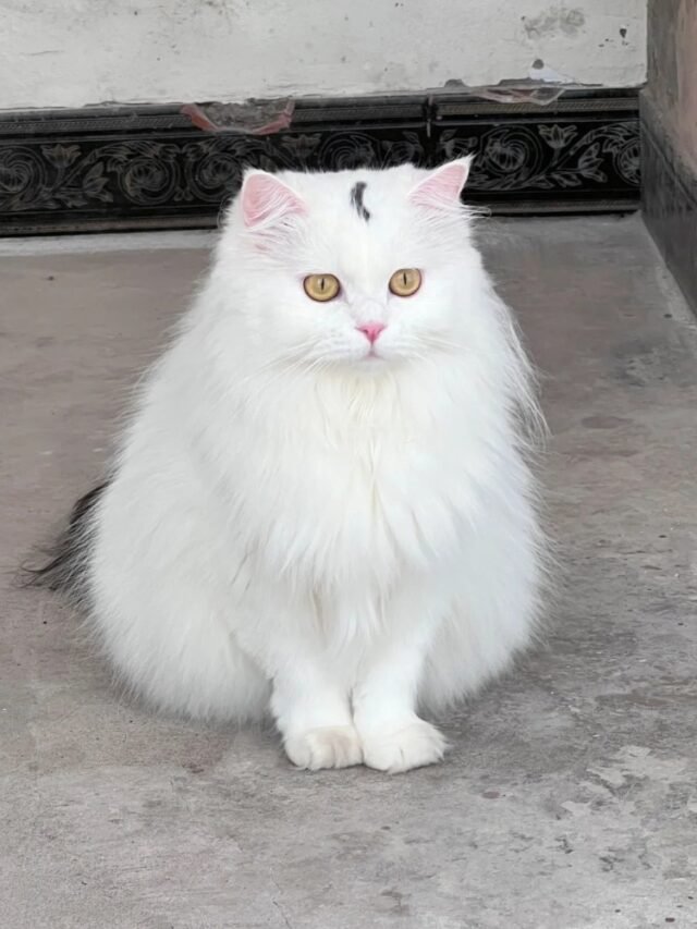 Ảnh Mèo Ba Tư Lông Dài Sang Trọng, Nhìn Là Mê