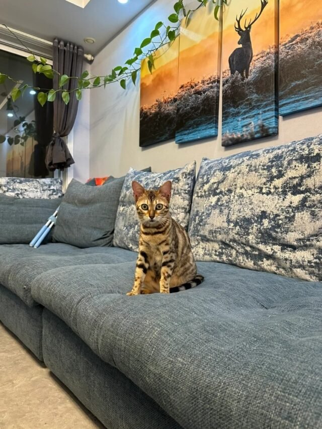 Ảnh Mèo Báo Hoang Dã, Đốm Vằn Cực Kỳ Cuốn Hút