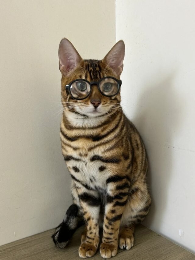 Ảnh Mèo Bengal Hoang Dã, Sang Trọng Và Đầy Cuốn Hút