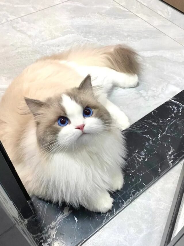 Ảnh Mèo Birman Dịu Dàng, Mắt Xanh Và Găng Chân Trắng