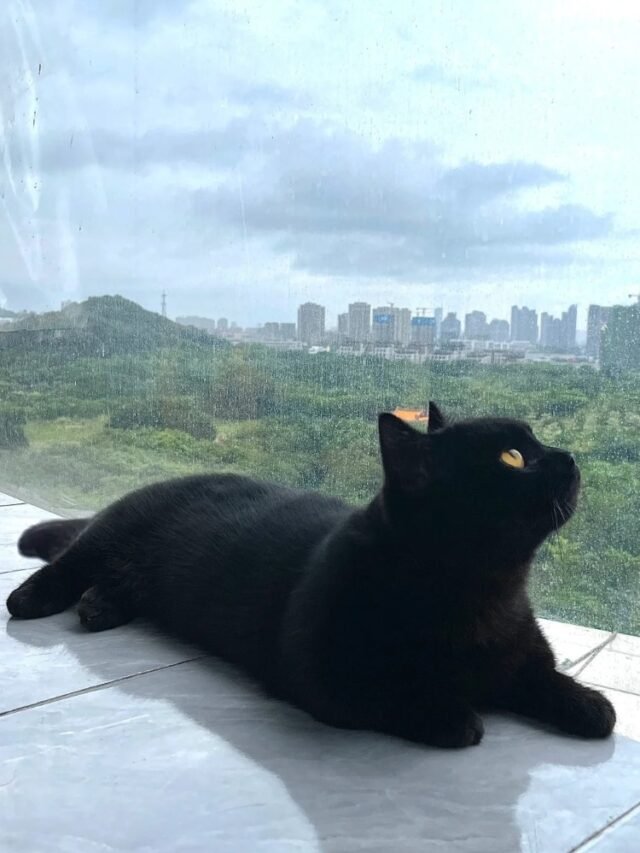 Ảnh Mèo Bombay Đen Bóng, Như Báo Đen Thu Nhỏ