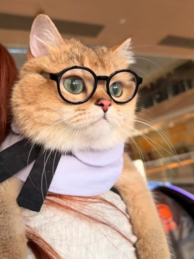 Mèo Đeo Kính Độc Đáo Làm Avatar, Hình Nền