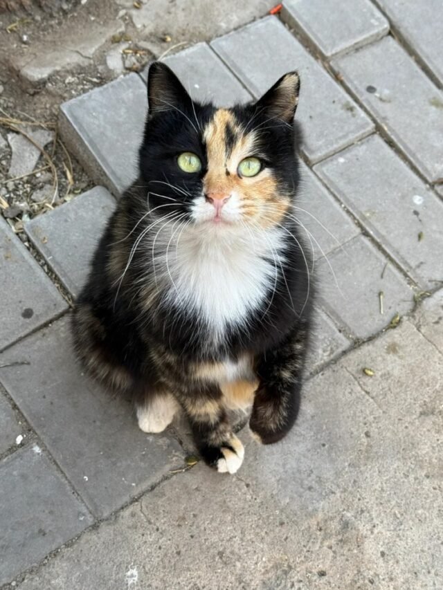 Ảnh Mèo Đồi Mồi Cá Tính, Pha Màu Độc Đáo