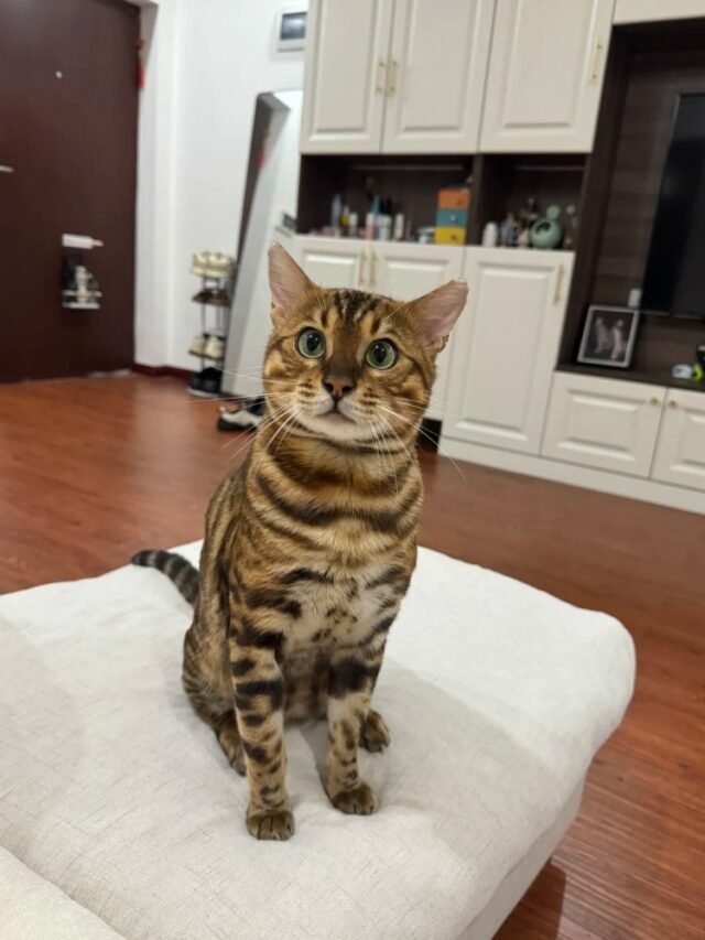 Ảnh Mèo Gấm Vân Đẹp, Gần Gũi Và Rất Có Duyên