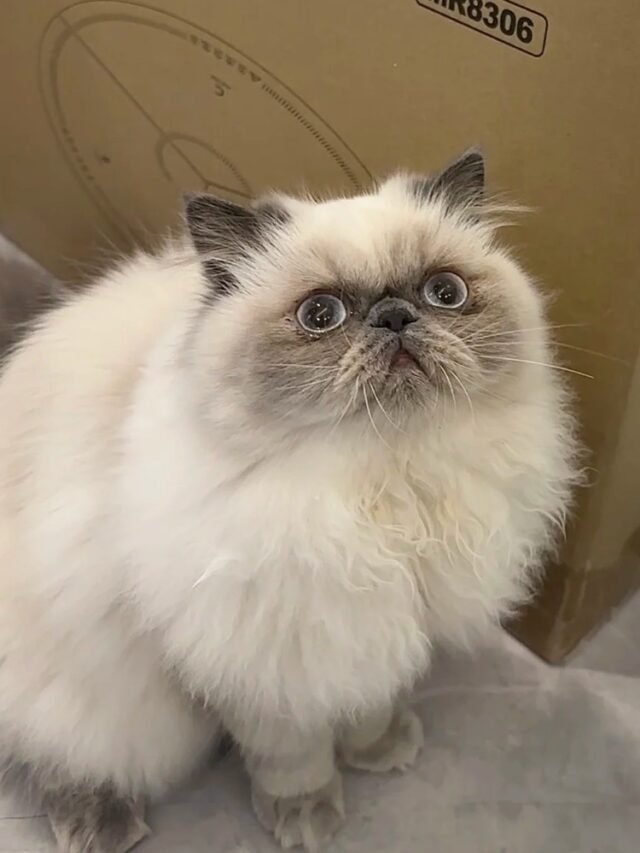 Ảnh Mèo Hyma Sang Trọng, Mắt Xanh Và Lông Dài Mềm Mượt