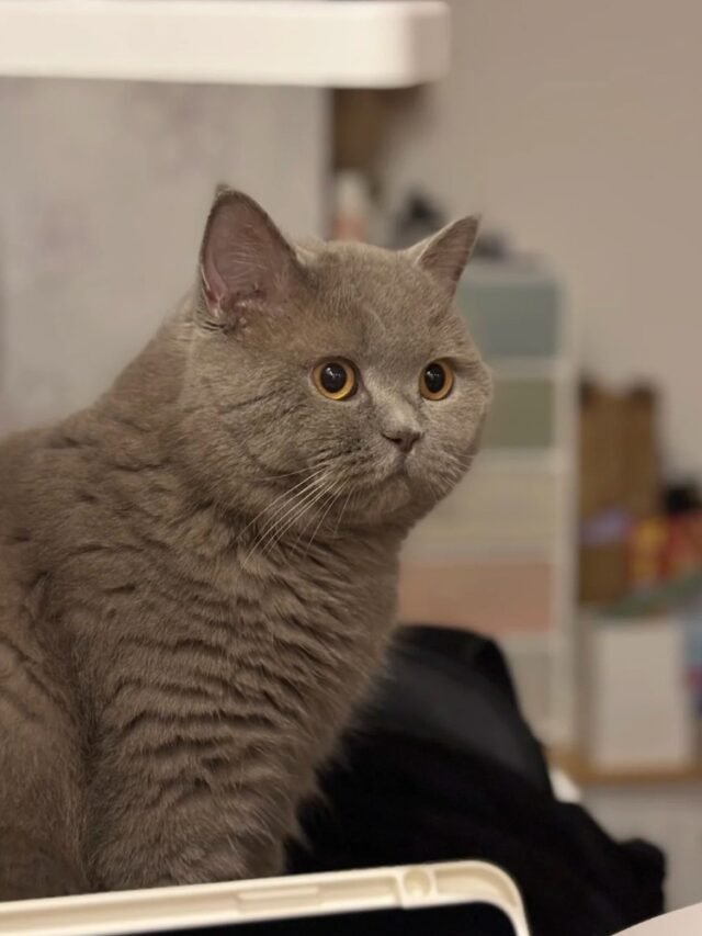 Ảnh Mèo Lilac Nhẹ Nhàng, Sang Và Rất Dễ Mê