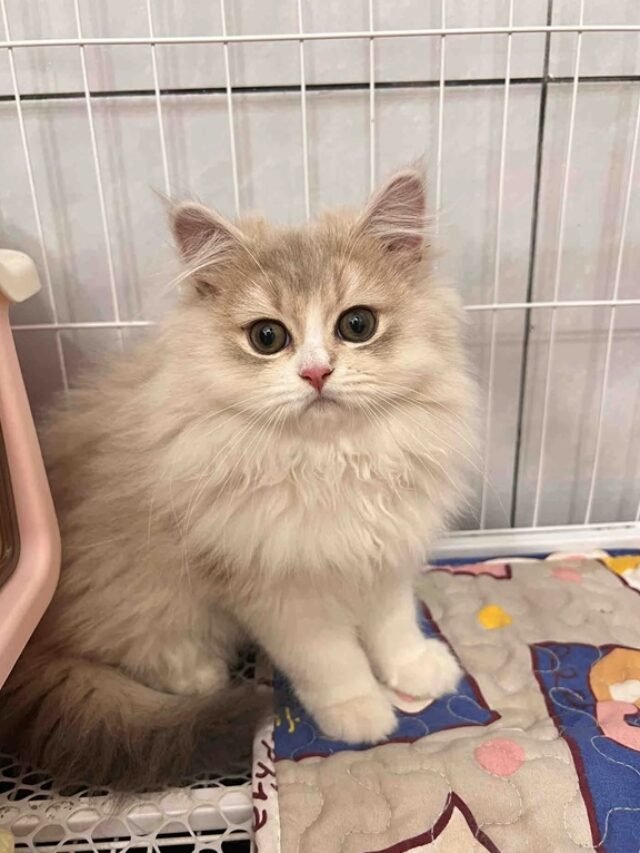 Ảnh Mèo Lông Dài Mềm Mượt, Dịu Dàng Và Sang Trọng