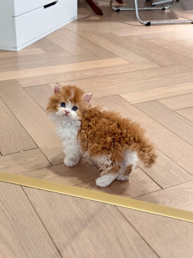 Ảnh Mèo Lông Xoăn Độc Lạ, Nhìn Là Thấy Khác Biệt