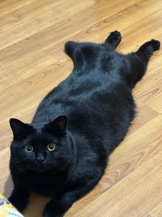 Ảnh Mèo Mun Huyền Bí, Đen Tuyền Và Rất Có Duyên