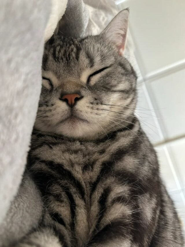 Ảnh Mèo Mướp Đời Thường, Gần Gũi Và Rất Có Duyên