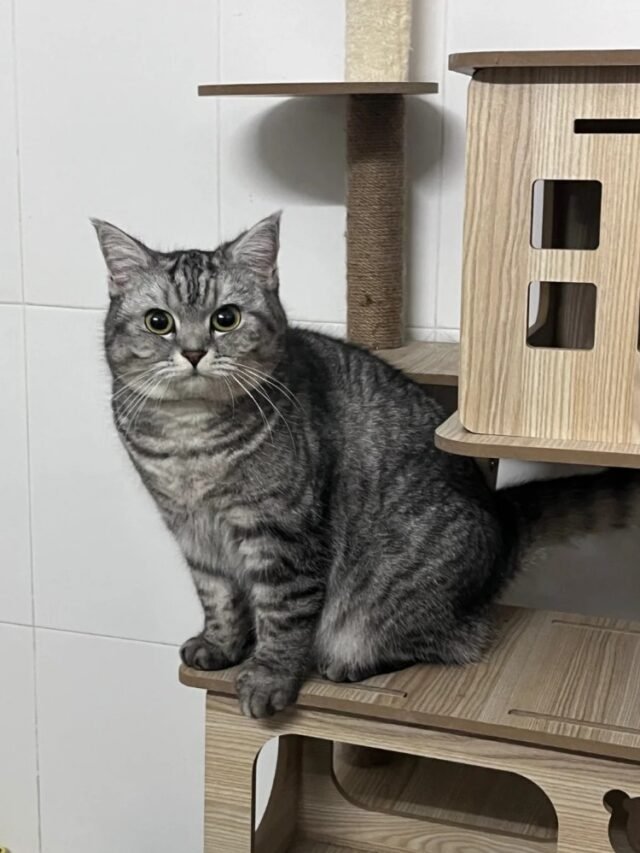 Ảnh Mèo Mỹ Lông Ngắn Khỏe Khoắn, Dễ Thương Và Gần Gũi