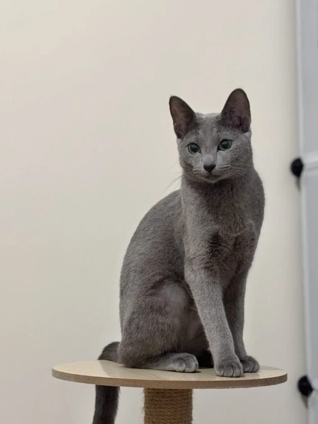 Ảnh Mèo Nga Thanh Lịch, Lông Xám Xanh Rất Sang