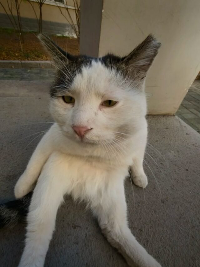 Hình Mèo Ngáo Vui Nhộn Làm Avatar