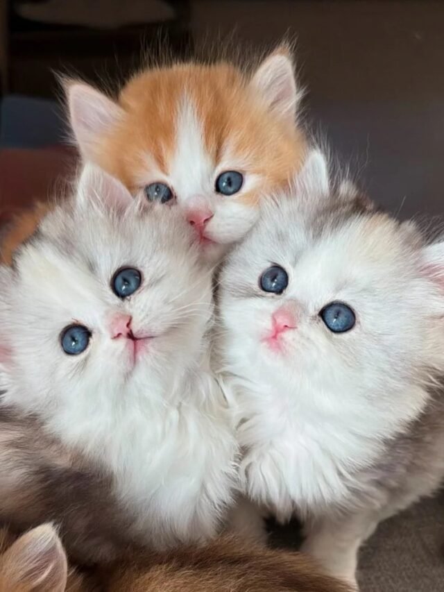 Ảnh Mèo Nhật Đuôi Cụt Dễ Thương, Rất Có Duyên