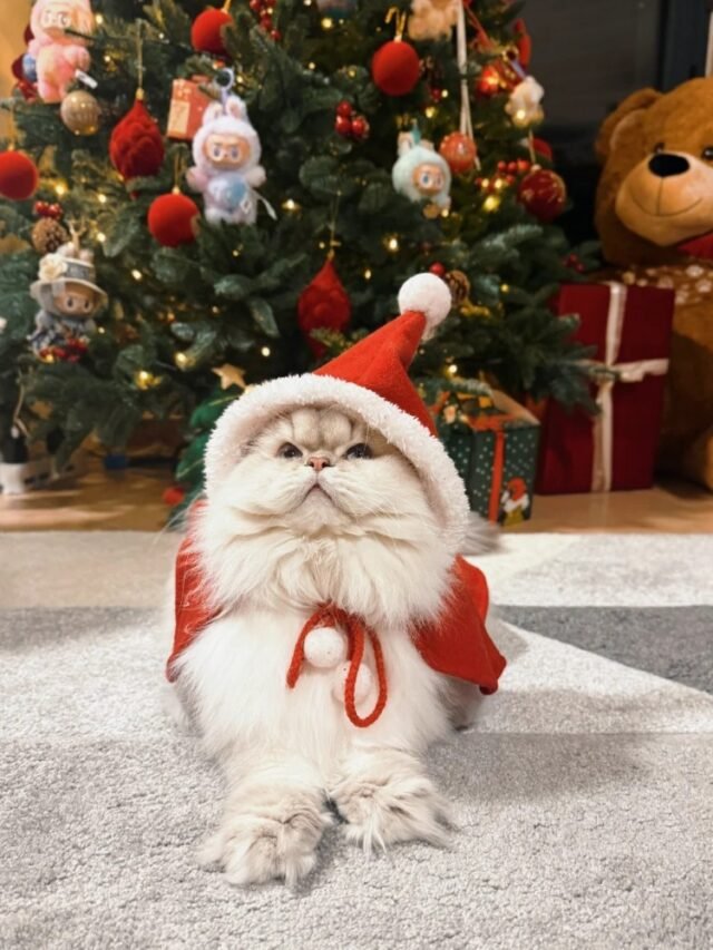 Mèo Noel Đáng Yêu Làm Avatar Giáng Sinh
