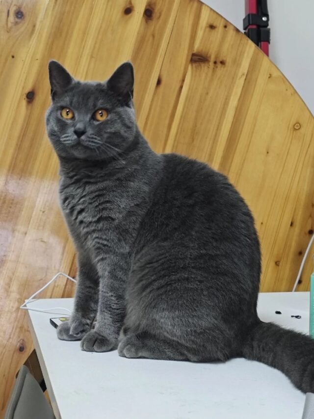 Ảnh Mèo Pháp Chartreux Lông Xám Sang Trọng